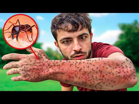 HORMIGAS Nivel 1 - 5 !