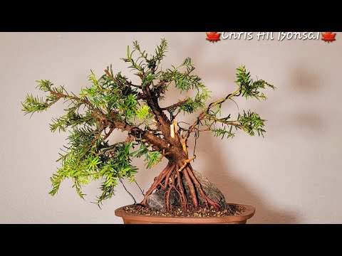 Bonsai taxsus baccata