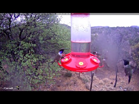 Male Hybrid Lucifer x Black-chinned Hummingbird Visits West Texas – June 1, 2021