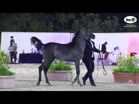N 52 SHAMEKH AL MUHARRAQ   Bahrain National Show 2021   Yearling Colts Championship Class 9