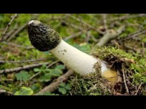 Гриб-Веселка(Phallus impudicus).