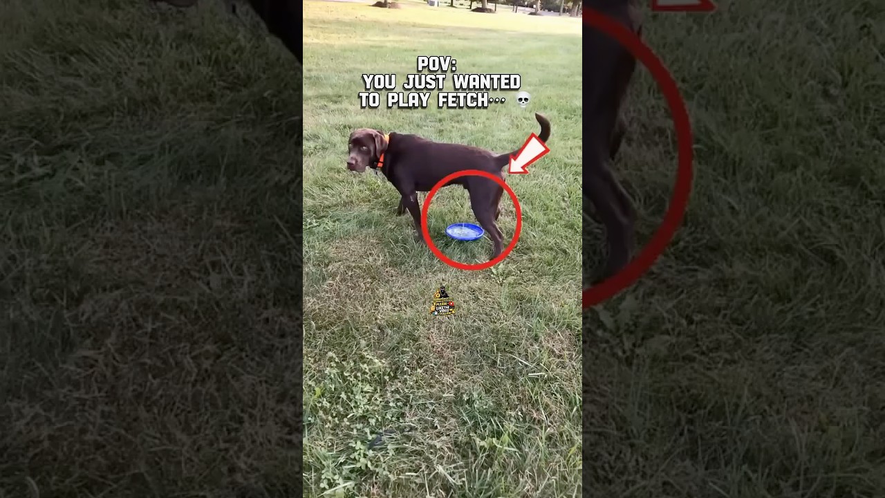 DOG KNEW WHAT HE WAS DOING ‼️🤨 #funnydogs #dogvideos #funnyanimals #dogfails #funnymemes #memes