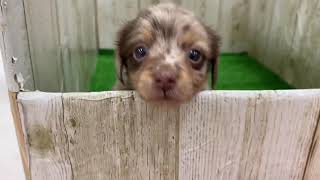 ハーフ犬の動画01