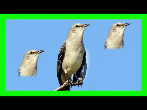 Spevák tropický (Mimus gilvus) — správanie, biotop a hlas