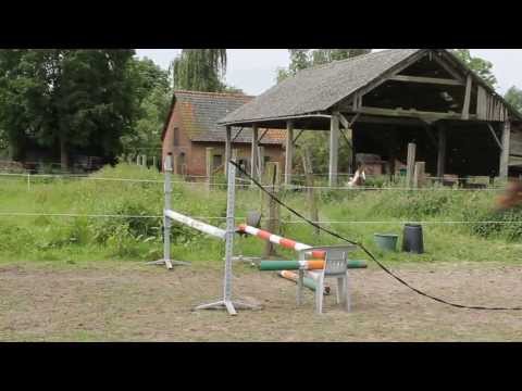 Cascari mare 4 years old