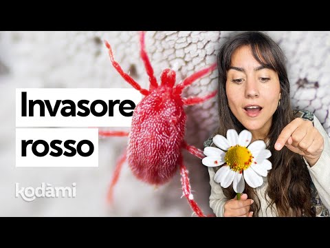 Who are the red spiders invading your balcony and why you shouldn't get rid of them?