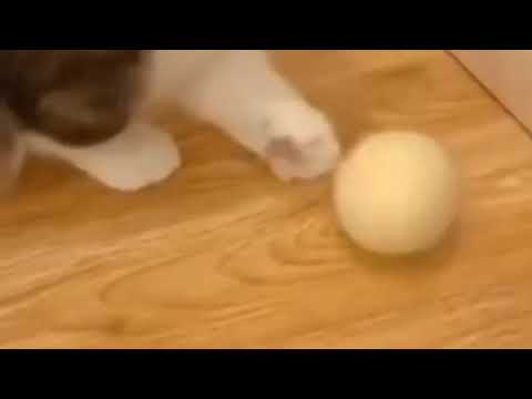 Toy Pet Playing Ball Pet Squeaky Supplies Products Toy for Cats Kitten Kitty