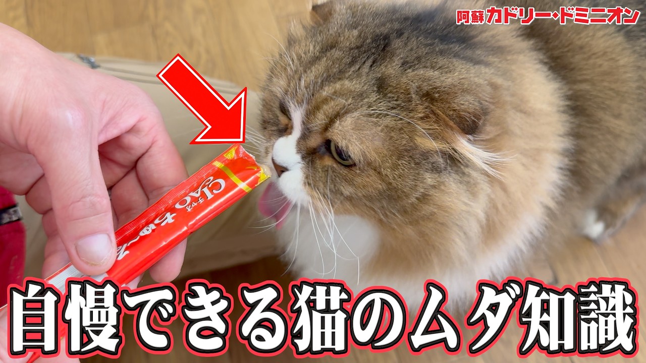 猫の舌のザラザラは紙ヤスリだと何番に相当するのか？動物園飼育員が真面目に検証します