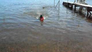 preview picture of video 'German Shepherd Frisbee Fetch in Portage Lake'