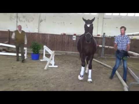 Floriscount-Don Schufro stallion * 2013