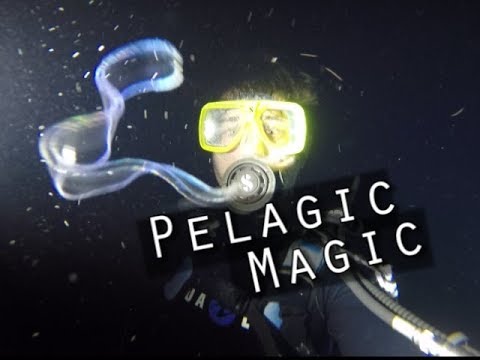 Pelagic Magic- Aliens in the Ocean