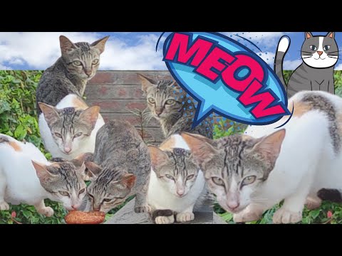 Funny Cats Meowing | Jo Laali - SwarnaLatha Videos