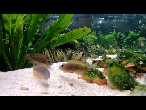 Neolamprologus multifasciatus