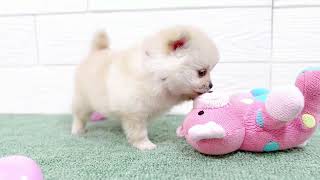 ハーフ犬の動画01