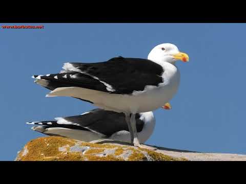 Čajka veľká (Larus marinus) — 4K záber, Great Island, Saltee, Írsko