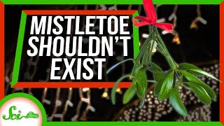 Mistletoe: The Holiday Plant That Shouldn’t Exist