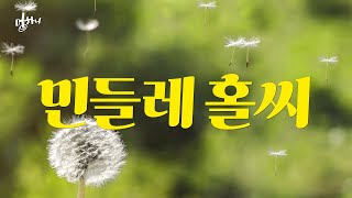 [멍하니] 민들레 씨앗 보며 5분 멍 때리기｜봄바람｜기분전환｜휴식