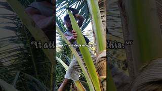 Download lagu From Coconut Flower to Fresh Sap 🌴💧 mp3