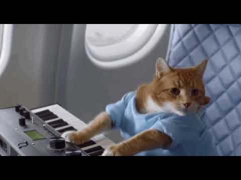 cat playing keyboard #musical
