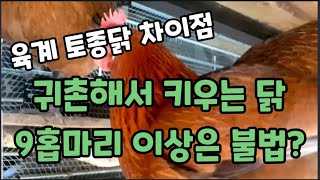 귀촌후 9홉마리 이상 닭을 키우면 불법이다? 육계 토종닭 차이점과 장단점 비교 #chicken #토종닭 #육…