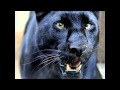 Завораживает...Черная Пантера. Black Panther 