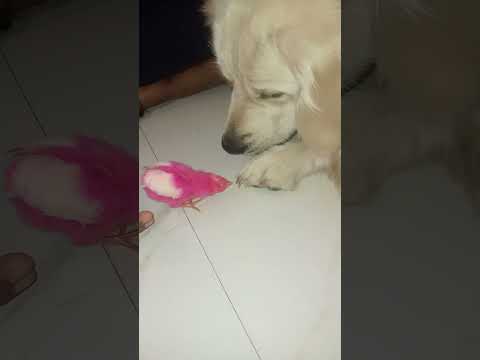 We are kuchuku Friends