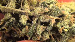 Growing Ganja in Delaware like Bob Marley AK47 Nug Pt.1