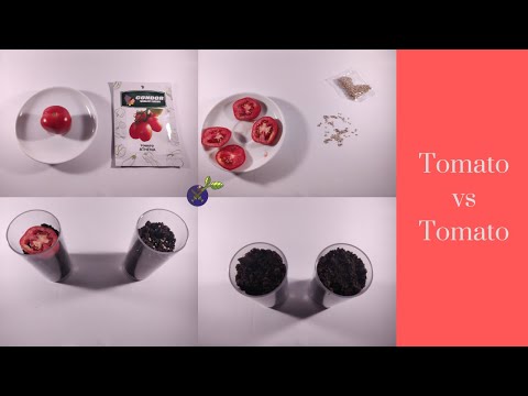 Tomato Timelapse: Round 1 - Tomato Slice Vs Pre-packed...