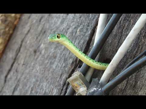 Djuma: Spotted Bush Snake with head poking out of hole and Squirrel - 16:45 - 09/10/2023