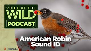 Download lagu Episode 78: American Robin – Suara Alam Liar mp3 Download lagu Episode 78: American Robin – Suara Alam Liar mp3