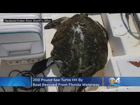 200 Pound Sea Turtle Hit By Boat Rescued From Florida Waterway