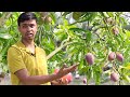 Miyazaki Mango Farming in India || Original Miyazaki Mango Plant || मियाजकी आम की खेती || 