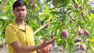 Miyazaki Mango Farming in India || Original Miyazaki Mango Plant || मियाजकी आम की खेती || Miyazaki
