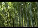 japan kyoto sagano clump of bamboo