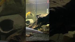 | Then VS Now | FIRE EEL | 10 Years Later! 🤯🔥🐟