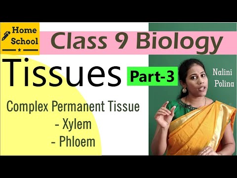 Tissues class 9 Biology Part-3