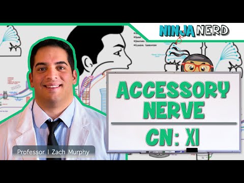 Neurologie | Nervus accessorius: Hirnnerv XI