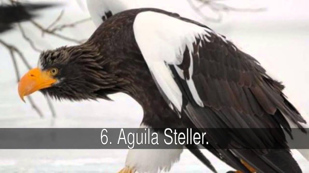 Las más famosas especies de águilas del mundo.