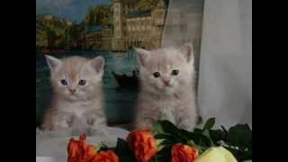 MICIFUZ Y ROBUSTIANA.(CANTORES DE HÍSPALIS)