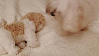Porky Gets Rough With His Girlfriend. Beautiful Cute Poodle