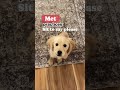 Miniature Golden Retriever dogs for sale: Miniature Golden Retriever Puppy 2 - Video 1