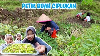 Download lagu Panen Ciplukan Senampan mp3
