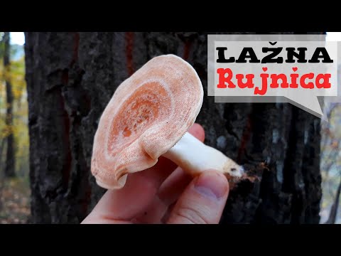 Lažna Rujnica -  Lat. Lactarius chrysorrheus