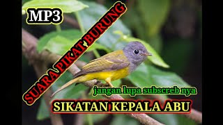Download lagu Suara pikat burung sikatan kepal abu mp3 Download lagu Suara pikat burung sikatan kepal abu mp3