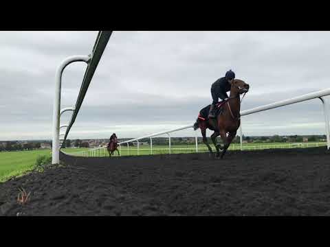 Snoozy Sioux and Safira Menina on Warren Hill 20/09/17