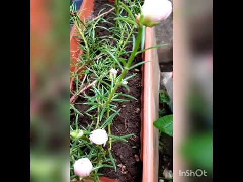 BUNGA KROKOT MOSSROSE NEW SOFT PINK