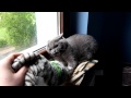 Angry Cat British Shorthair