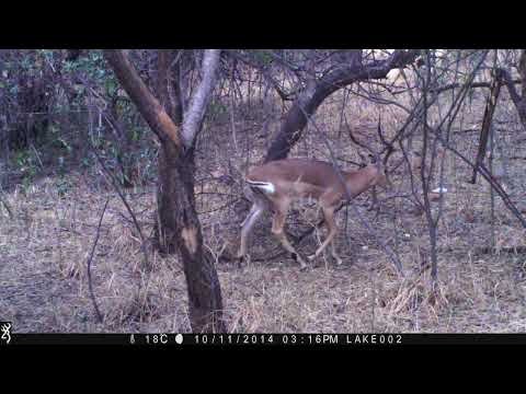 BREEDING HERD OF IMPALA on TRAIL CAMERA in SOUTH AFRICA