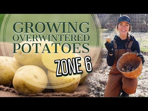 , title : 'How to Grow Potatoes Over the Winter: Zone 6'