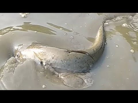 Wonderful Fishing-People Big Catfish(Boal) fish Catching by hand in the Pond | Village fishing video Video